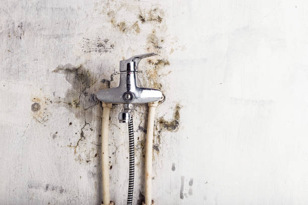 Best DIY Mold Remediation Support Services in Delisle, MS