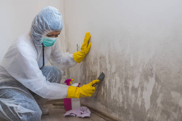 Best Basement Mold Remediation in Delisle, MS