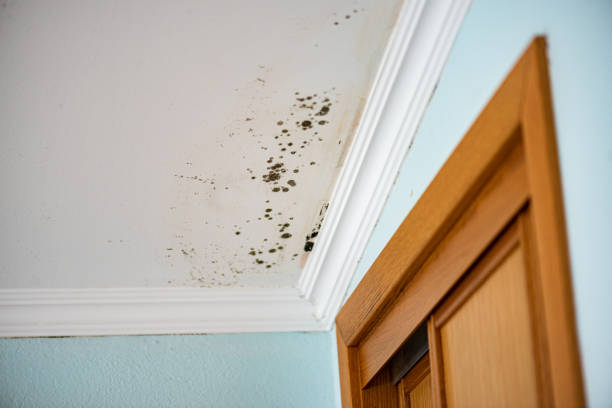 Best Health and Safety Mold Remediation in Delisle, MS