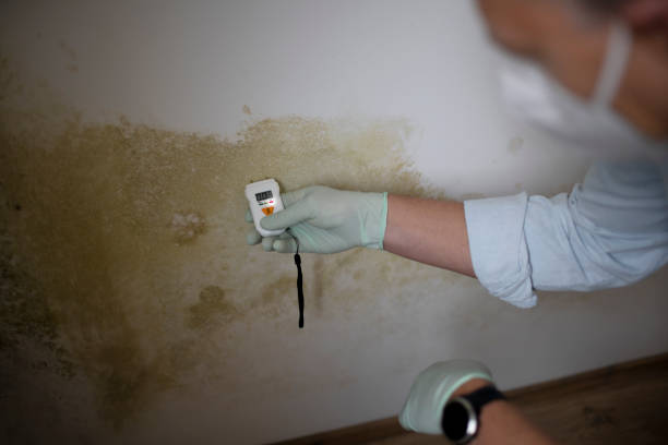Delisle, MS Mold Remediation Company
