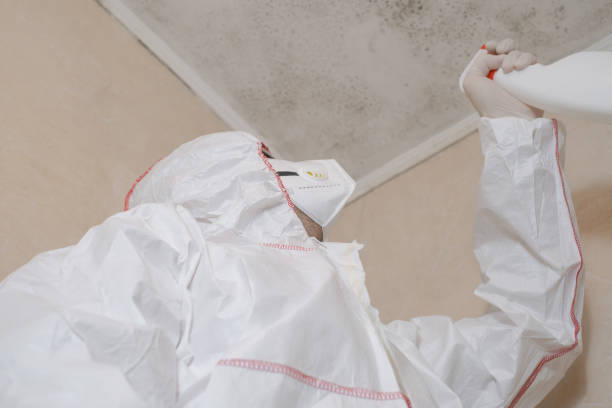 Best Commercial Mold Remediation in Delisle, MS
