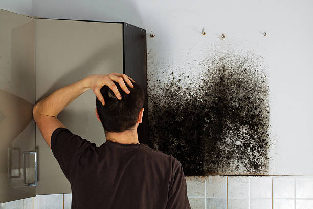 Best Mold Testing and Inspection Services in Delisle, MS