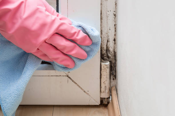 Best Emergency Mold Remediation in Delisle, MS