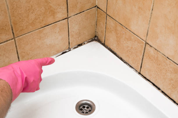 Best Post-Flood Mold Remediation in Delisle, MS